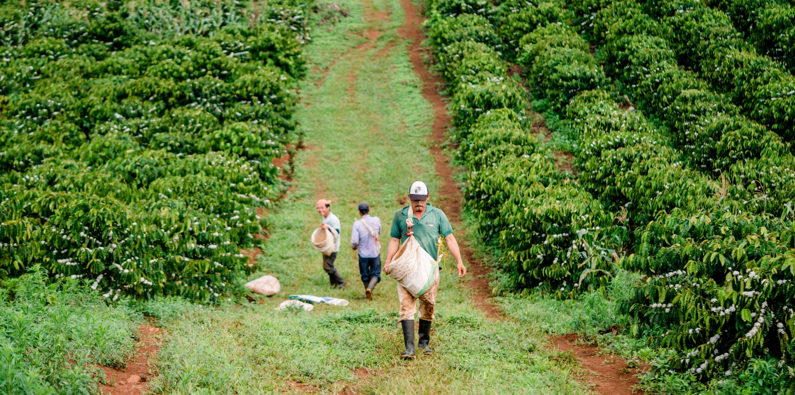 In Nicaragua, Strengthening the Coffee Sector Global Agriculture and